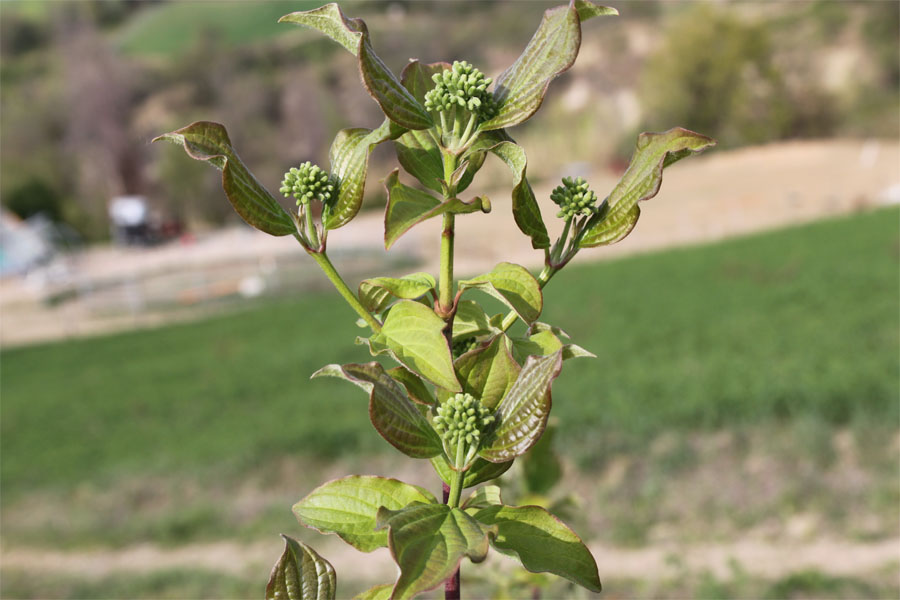 Cornus sanguinea L.